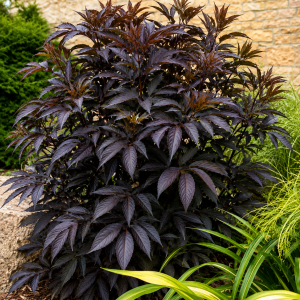 Baza čierna (Sambucus nigra) ‘CHOCOLATE MARZIPAN’ - výška 30-50 cm, kont. C1,5L